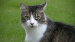 (2016-07) Picasso a un nouveau copain